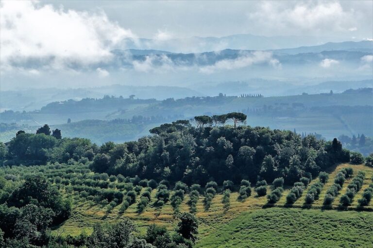 Harvesting Olives: A Storybook Adventure in Italy’s Heartland
