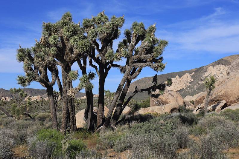 california national parks and wild places